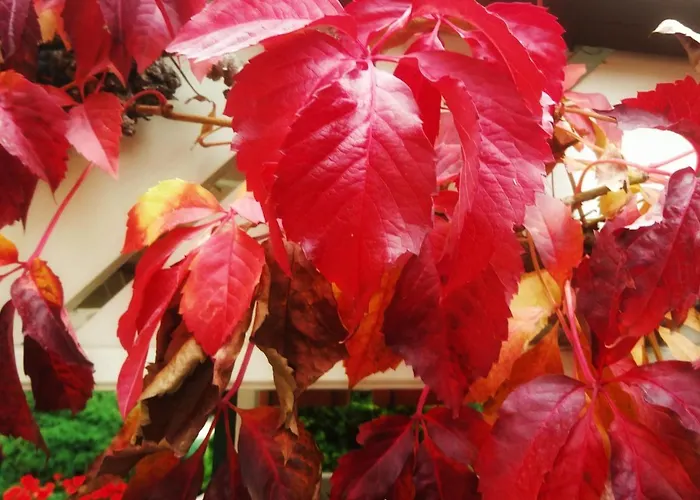 Klara アパート ヘーヴィーズ